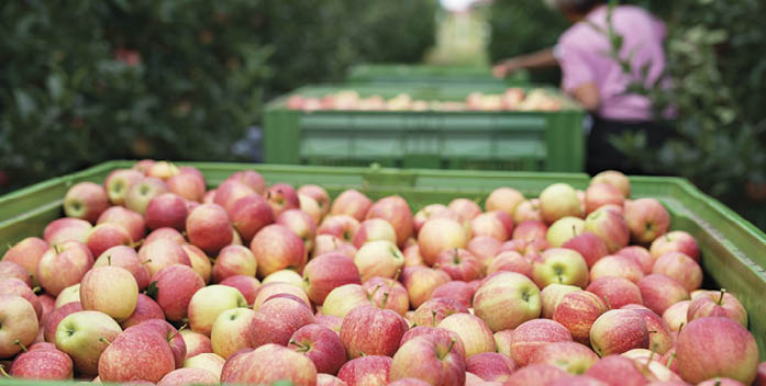 People working in an apple orchard picking fruit and placing them into basket.