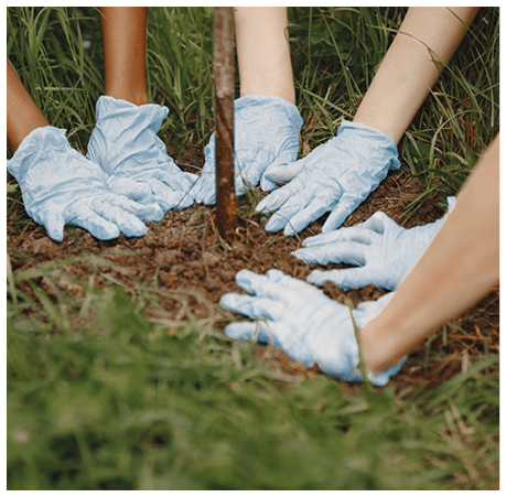Hands plant a young green sprout of a tree. Three volunteers. 