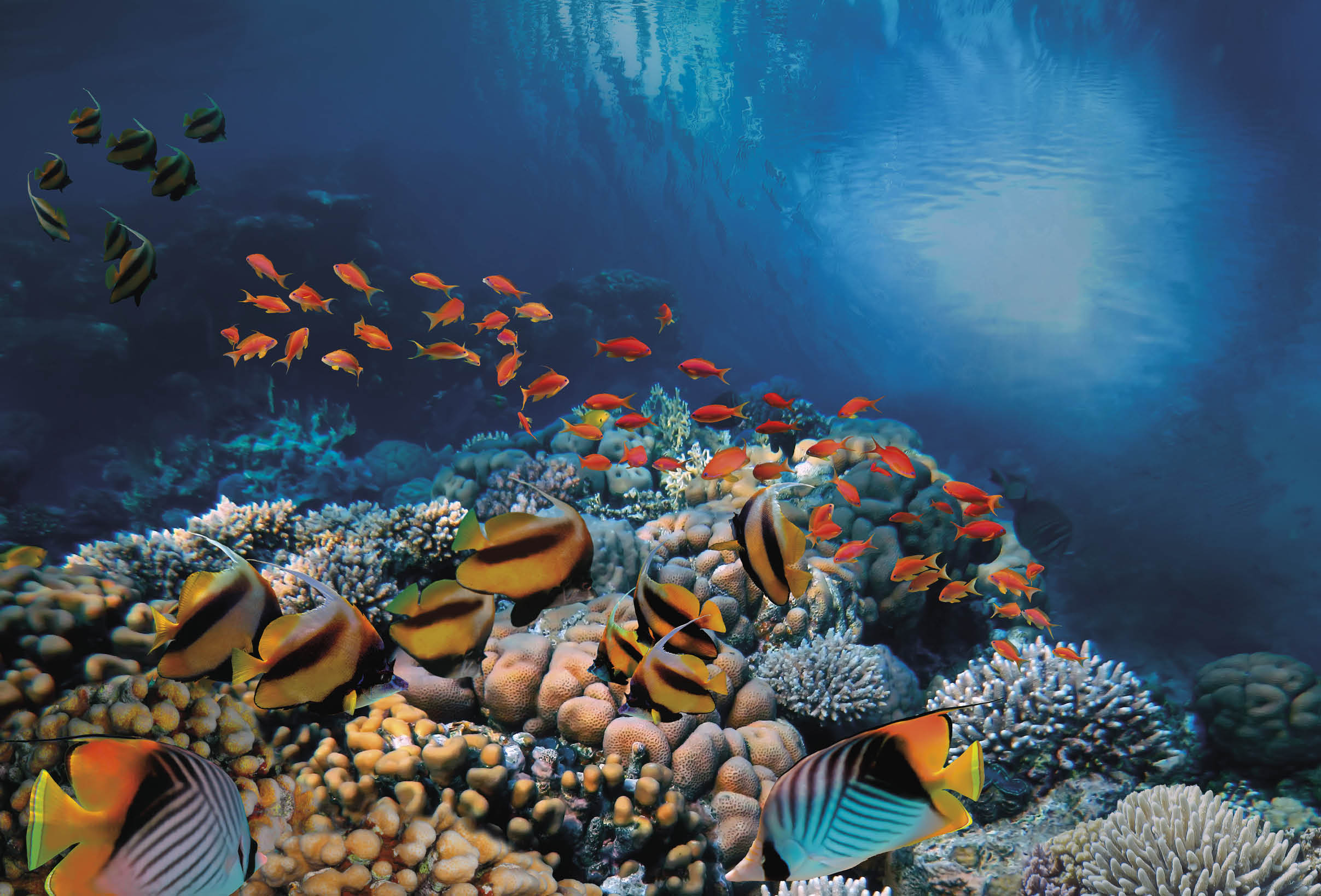 Underwater scene. Coral reef and fish groups in clear ocean water