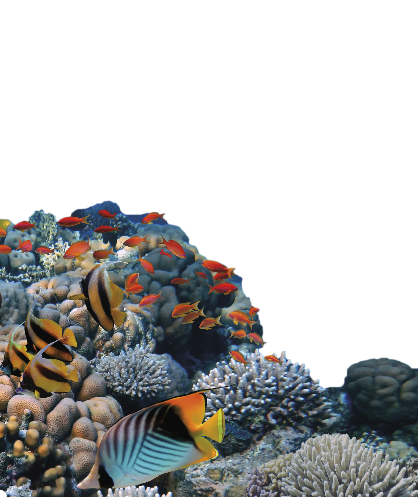 Underwater scene. Coral reef and fish groups in clear ocean water