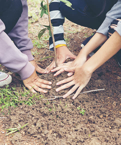 Volunteers to plant trees