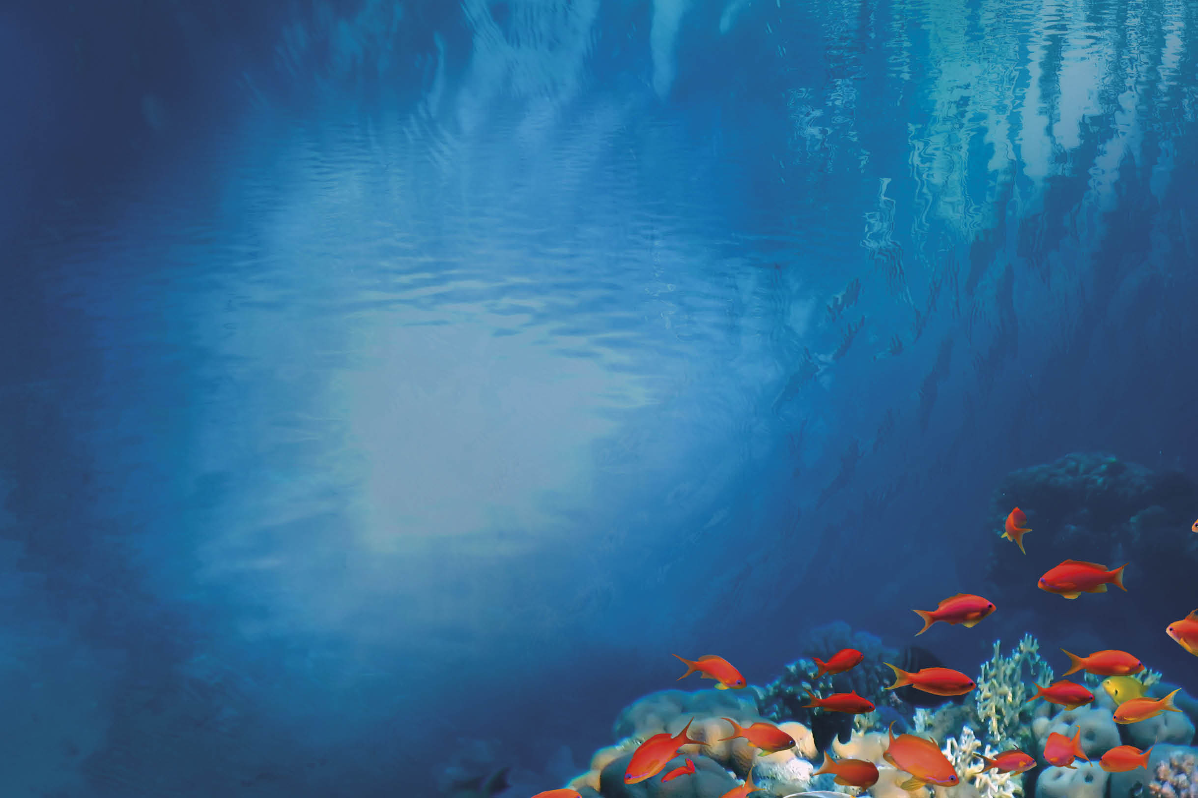 Underwater scene. Coral reef and fish groups in clear ocean water