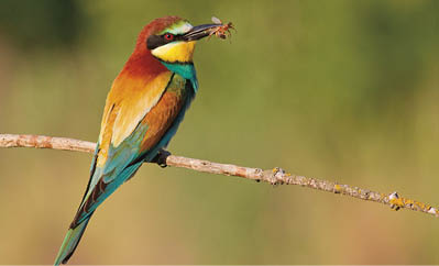 Bee-eater, Merops apiaster. The most colorful bird of Eurasia. Bird caught prey