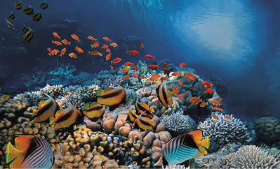 Underwater scene. Coral reef and fish groups in clear ocean water