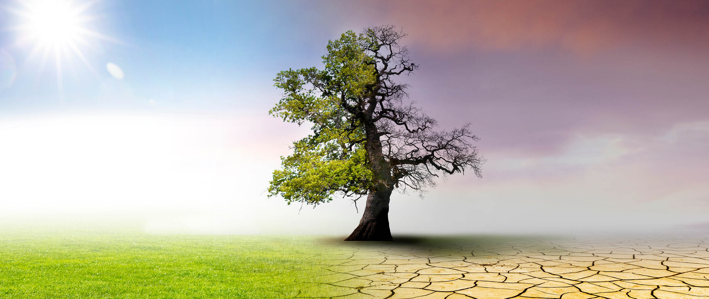 Klimawandel - Landschaft mit ausgetrockneter Erde; Wiese und Eichenbaum