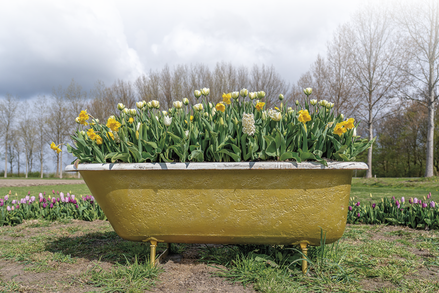 An amazing view of an old bathtub filled with beautiful flowers in a field