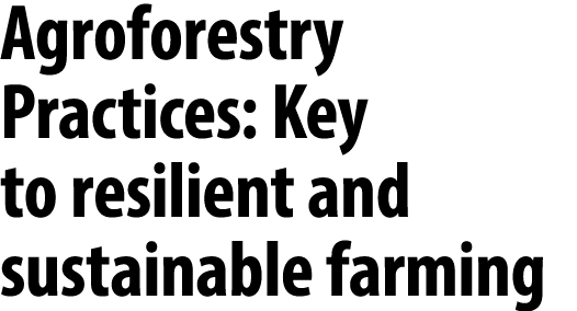 Agroforestry Practices: Key to resilient and sustainable farming 