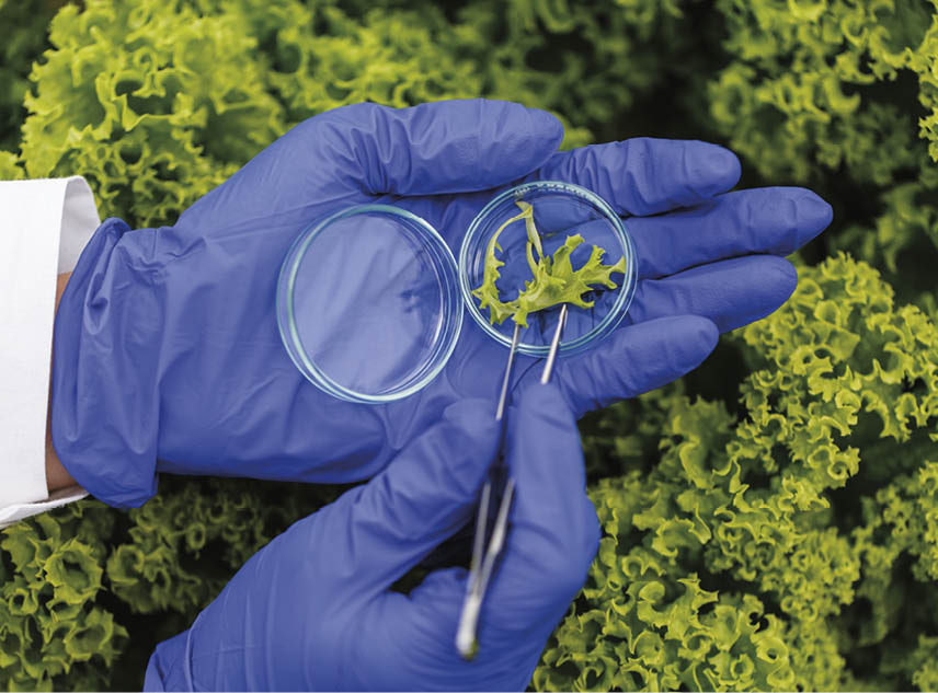 Researcher takes a probe of green plant and puts it in a Petri dish