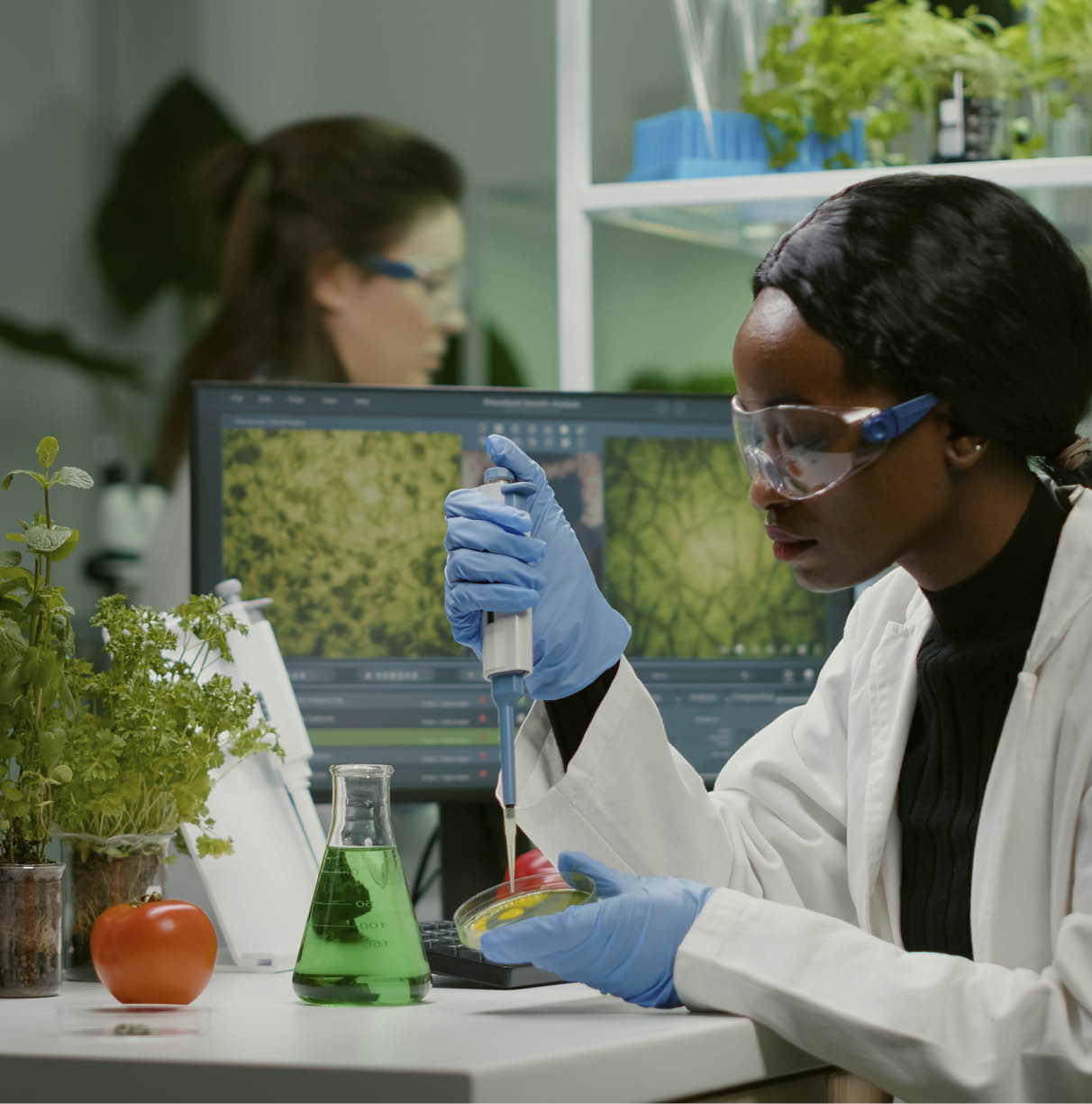 Biologist scientist african woman researcher taking genetic solution from test tube with micropipette putting in petri dish analyzing gmo of sapling working in biological laboratory.