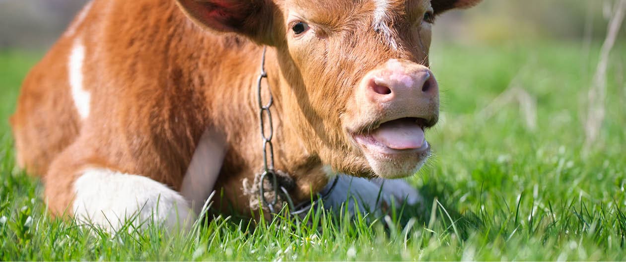 Young sick of thirsty calf resting on green pasture grass on summer day. Feeding of cattle on farm grassland.