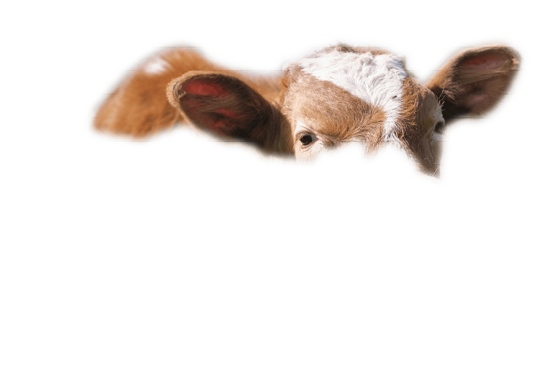 Young sick of thirsty calf resting on green pasture grass on summer day. Feeding of cattle on farm grassland.