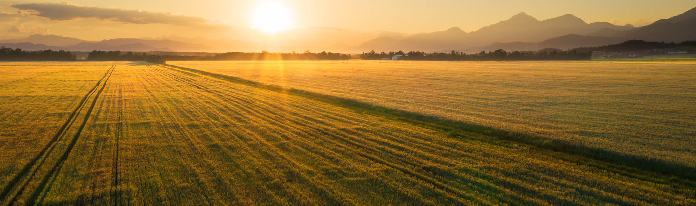 American farm field of wheat at sunset.