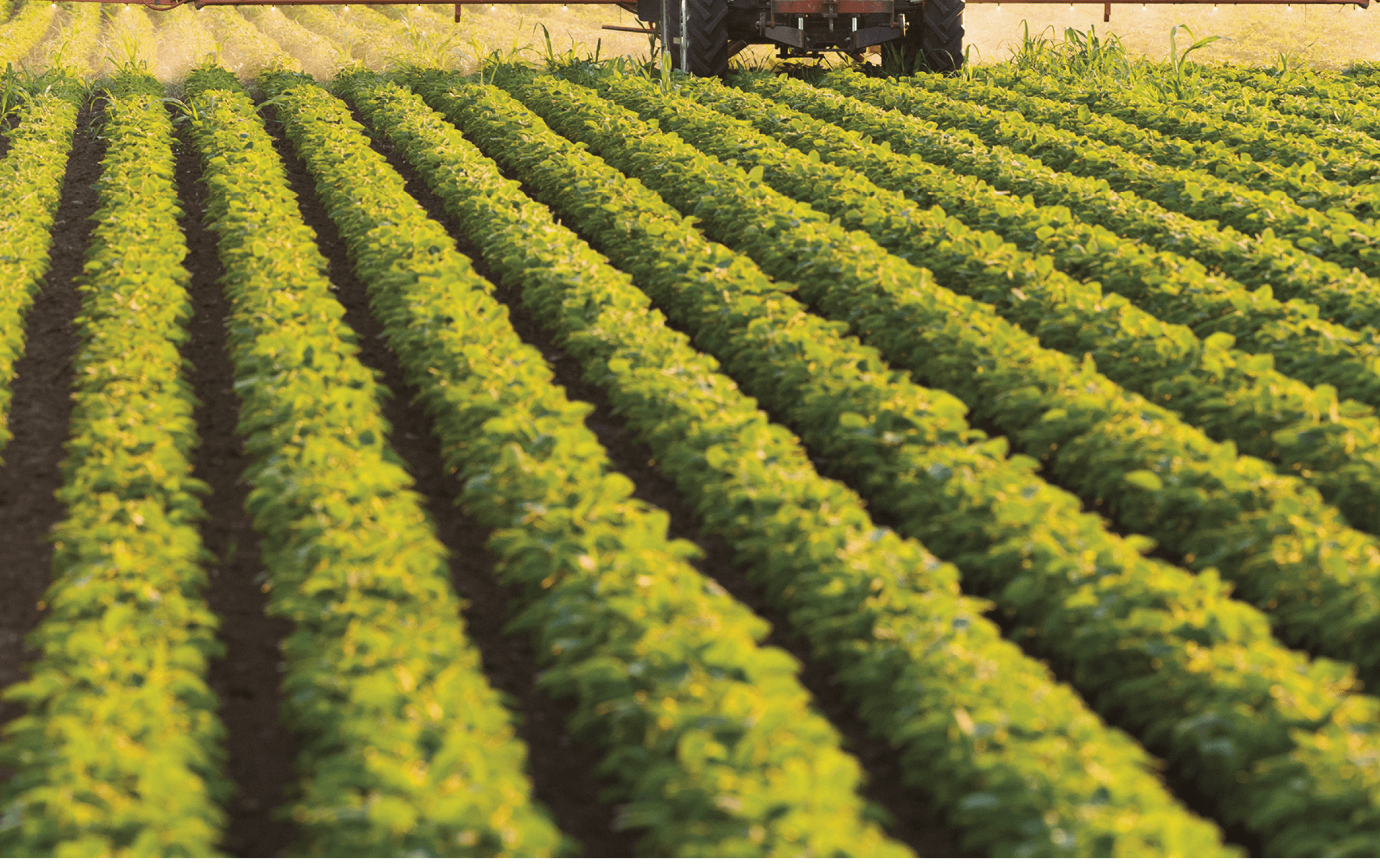 Tractor spraying pesticides on soybean field with sprayer at spring